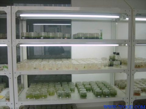 植物组培设备