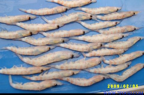 养殖鱼用饲料南极磷虾冰鲜虾