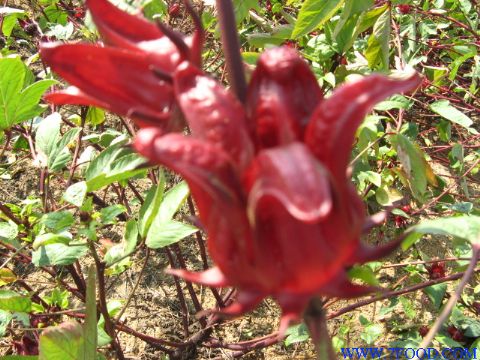 基地玫瑰茄rosellehibiscus