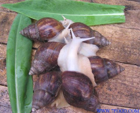 白玉蜗牛种螺