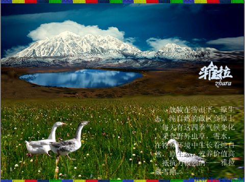 雅拉藏雪鹅（高原生态鹅）