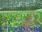 农产品专用消毒剂