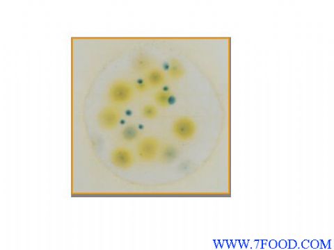 3M 霉菌及酵母菌测试片