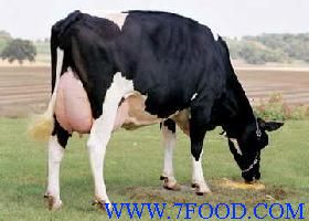 新西兰奶牛价格荷斯坦奶牛价格