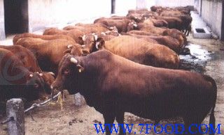 湖北襄樊肉牛价格襄樊肉牛养殖场