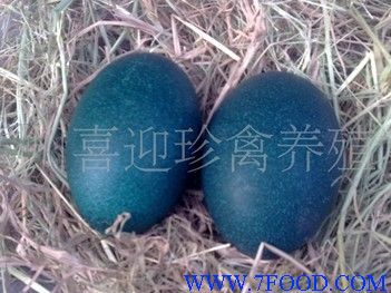 广西**大鸸鹋养殖基地提供鸸鹋蛋批发价格