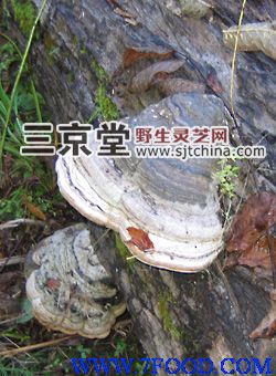 野生木蹄层孔菌