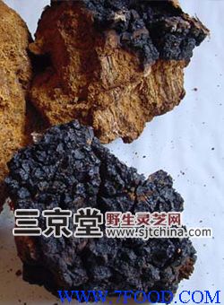 野生桦褐孔菌