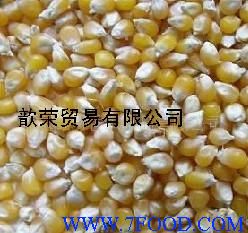 长期供应玉米