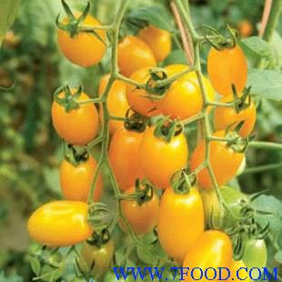 番茄种子黄金颗粒