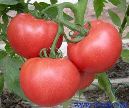 番茄种子中粉8号
