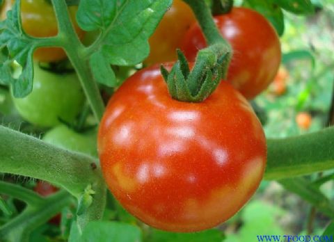 番茄种子国萃王冠