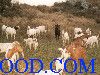 湖南山羊及养羊技术