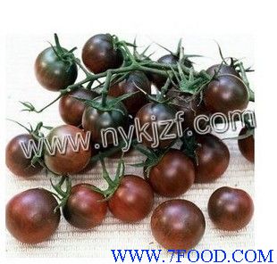 希腊神哥美国黑番茄种子