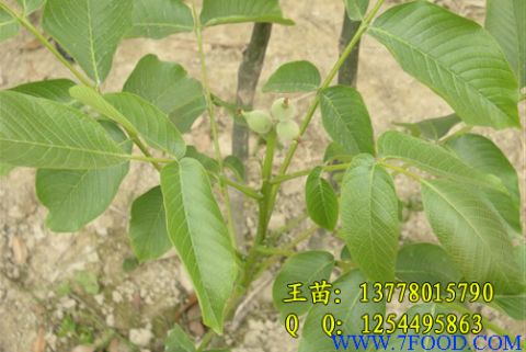 重庆漾濞核桃苗木