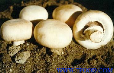 双孢蘑菇多糖