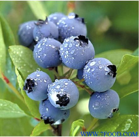 蓝莓提取物