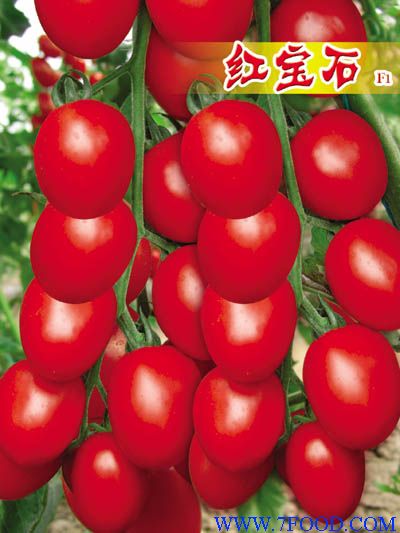圣女果番茄种子