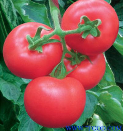 番茄种子类别