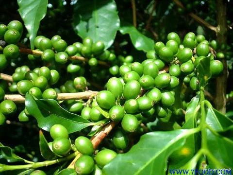 绿咖啡豆提取物绿原酸