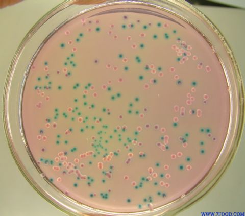大肠杆菌O157显色培养基