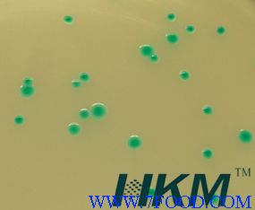 霍乱弧菌显色培养基