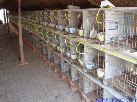 肉兔品种肉兔养殖场獭兔养殖技术