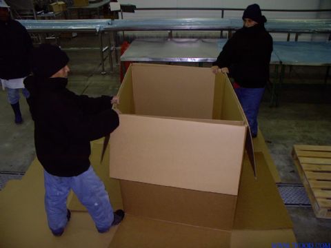 承重500公斤蔬菜出口大箱