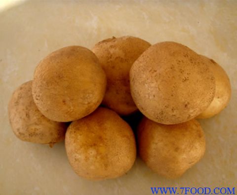 脱毒马铃薯土豆种子