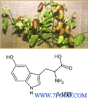 植物提取物厂家供应加纳籽提取物5羟基色氨酸