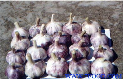 紫皮大蒜蒜种
