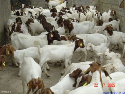 肉羊育肥羊波尔山羊养殖基地