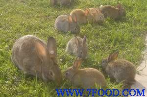 比利时野兔种兔