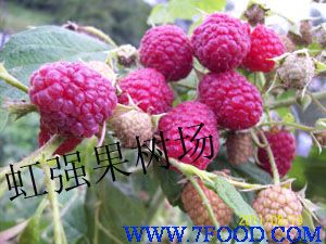 双季树莓主打新品种苏蜜特