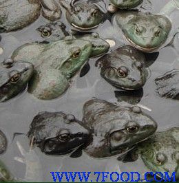 海纳百川美国青蛙养殖