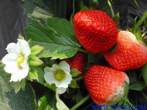 北京草莓价格山东草莓价格
