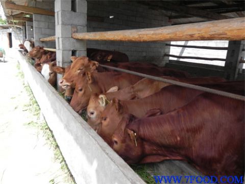 陕西肉牛养殖基地,河南商丘肉牛养殖场