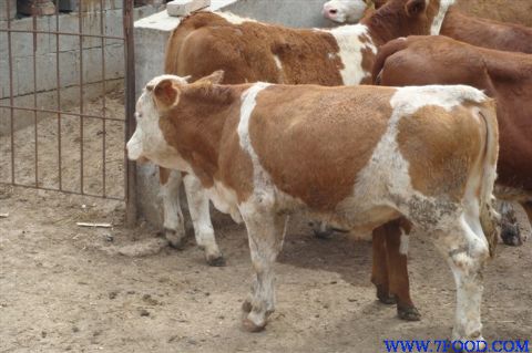 广西玉州肉牛养殖场