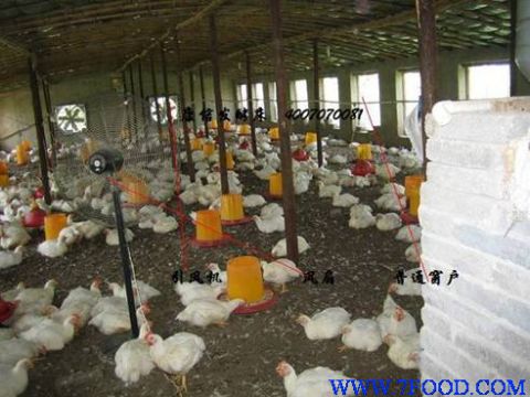 康信干式发酵床养鸡