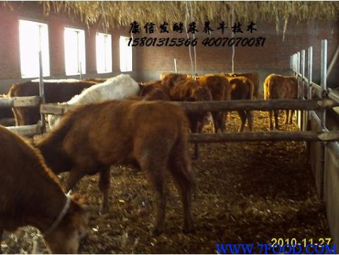 康信干式发酵床养牛