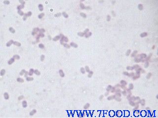 纳豆芽孢杆菌