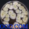 米曲霉菌粉