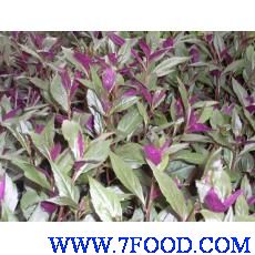 补血菜紫背天葵种子种苗