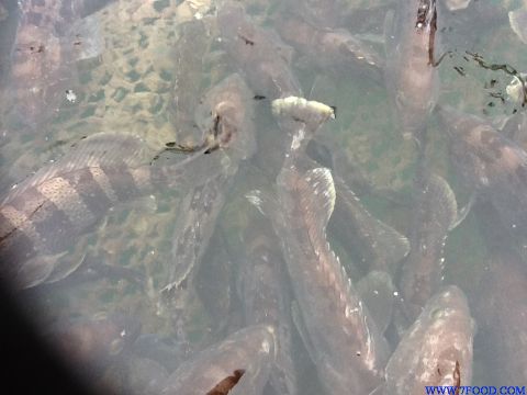鲜活石斑鱼