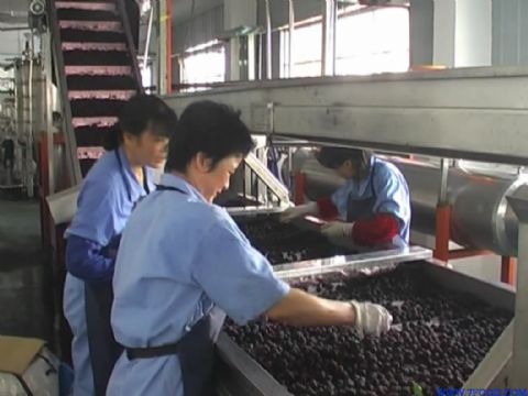 红树莓加工生产线