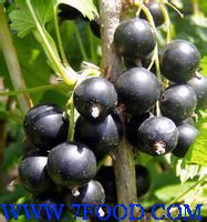 黑加仑黑加仑种苗黑加仑种植