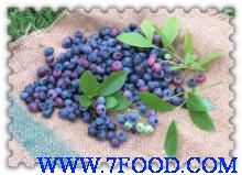 蓝莓种苗蓝莓种植蓝莓种苗技术