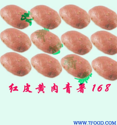 优质红皮黄肉青薯168