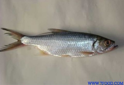 缅甸鲥鱼批发价格