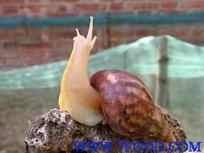 鲜活白玉蜗牛